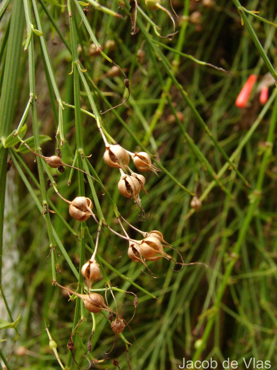 Russelia equisetiformis Schltdl. & Cham.